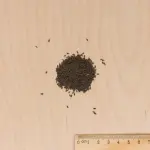 Potagères - Laitue à Couper Feuille de Chêne Grenadine - MEDIA_3D